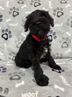 Miniature Schnauzer Puppies for sale in Kissimmee, FL, USA. price: $1,500