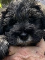 Miniature Schnauzer Puppies for sale in Calhoun, GA, USA. price: $1,000