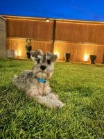 Miniature Schnauzer Puppies for sale in Roseville, CA, USA. price: $800