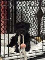 Miniature Schnauzer Puppies for sale in Kissimmee, FL, USA. price: $1,000