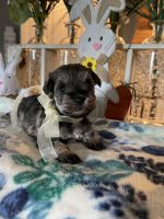 Miniature Schnauzer Puppies for sale in Rainsville, AL 35986, USA. price: $800