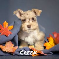 Miniature Schnauzer Puppies for sale in Gadsden, AL, USA. price: $1,000