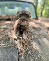 Miniature Schnauzer Puppies for sale in Atlanta, GA, USA. price: $700