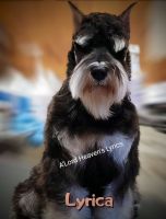 Miniature Schnauzer Puppies for sale in 23906 Flanagan Rd, Athens, AL 35614, USA. price: $2,500