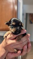 Miniature Schnauzer Puppies for sale in Tucson, AZ, USA. price: $800