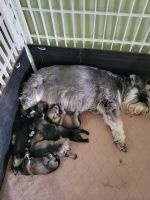 Miniature Schnauzer Puppies for sale in Townsend, MT 59644, USA. price: $1,100