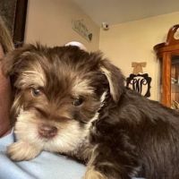 Miniature Schnauzer Puppies for sale in Galloway, NJ, USA. price: $800