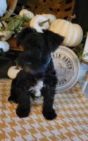 Miniature Schnauzer Puppies for sale in Hickory, NC, USA. price: $900