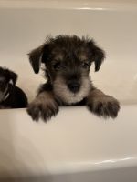 Miniature Schnauzer Puppies for sale in Surprise, AZ, USA. price: $750