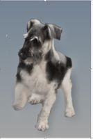 Miniature Schnauzer Puppies for sale in Port Orange, FL, USA. price: $3,500
