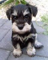 Miniature Schnauzer Puppies for sale in Tallahassee, FL, USA. price: $400