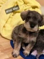 Miniature Schnauzer Puppies for sale in Dorr, MI 49323, USA. price: $900