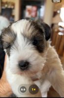 Miniature Schnauzer Puppies for sale in Louisville, KY, USA. price: $2,200