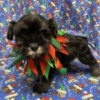 Miniature Schnauzer Puppies for sale in Defiance, OH 43512, USA. price: $2,000