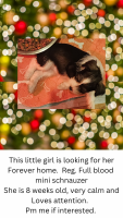 Miniature Schnauzer Puppies for sale in McAlester, OK 74501, USA. price: $1,000