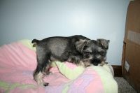 Miniature Schnauzer Puppies for sale in Greenwood, IN, USA. price: NA