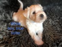 Miniature Schnauzer Puppies for sale in Louisville, Kentucky. price: $750