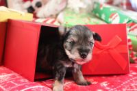 Miniature Schnauzer Puppies for sale in Honea Path, SC 29654, USA. price: $1,200