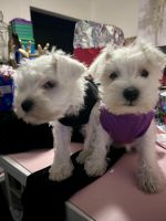 Miniature Schnauzer Puppies for sale in Dallas, Texas. price: $1,500