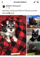 Miniature Schnauzer Puppies for sale in St. Louis, MO, USA. price: NA