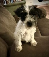 Miniature Schnauzer Puppies for sale in Magee, MS, USA. price: $300