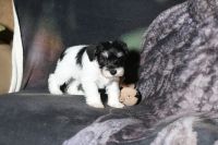 Miniature Schnauzer Puppies for sale in Holland, Michigan. price: $400