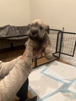 Miniature Schnauzer Puppies for sale in Los Angeles, CA, USA. price: NA