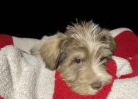 Miniature Schnauzer Puppies for sale in Dahlonega, GA 30533, USA. price: $850
