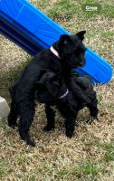 Miniature Schnauzer Puppies for sale in Atoka, Oklahoma. price: $700