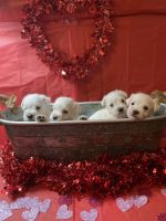 Miniature Schnauzer Puppies for sale in Cullman, AL, USA. price: $600