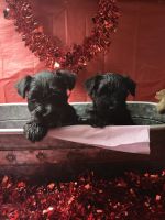 Miniature Schnauzer Puppies for sale in Cullman, AL, USA. price: $800