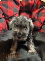 Miniature Schnauzer Puppies for sale in College Station-Bryan, TX, TX, USA. price: NA