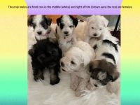 Miniature Schnauzer Puppies for sale in Woodburn, Oregon. price: $1,000