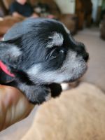Miniature Schnauzer Puppies for sale in Townsend, MT 59644, USA. price: $900