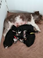 Miniature Schnauzer Puppies for sale in Townsend, MT 59644, USA. price: $900