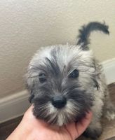 Miniature Schnauzer Puppies for sale in San Antonio, Texas. price: $500