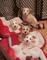 Miniature Schnauzer Puppies for sale in Keizer, Oregon. price: $1,000