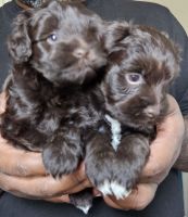 Miniature Schnauzer Puppies for sale in Orange Park, Florida. price: $1,800