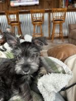 Miniature Schnauzer Puppies for sale in Cartersville, Georgia. price: $850