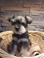 Miniature Schnauzer Puppies for sale in Saginaw, Minnesota. price: NA