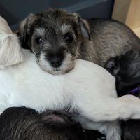 Miniature Schnauzer Puppies for sale in Omaha, Nebraska. price: $1,000