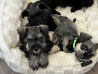 Miniature Schnauzer Puppies for sale in Azle, Texas. price: $1,000