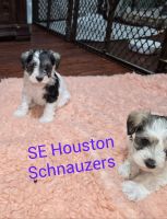 Miniature Schnauzer Puppies for sale in Houston, TX, USA. price: $1,100