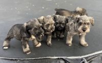 Miniature Schnauzer Puppies for sale in Houston, TX, USA. price: $600