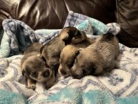 Miniature Schnauzer Puppies for sale in Montevallo, Alabama. price: $750