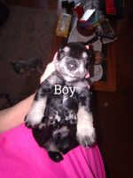 Miniature Schnauzer Puppies for sale in Eastman, GA 31023, USA. price: $700