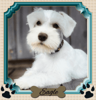 Miniature Schnauzer Puppies for sale in Fayetteville, AR, USA. price: NA