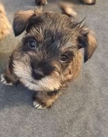 Miniature Schnauzer Puppies for sale in Atlanta, GA, USA. price: $650