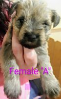 Miniature Schnauzer Puppies for sale in Limestone, TN 37681, USA. price: NA