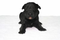 Miniature Schnauzer Puppies for sale in Greensboro, NC, USA. price: NA